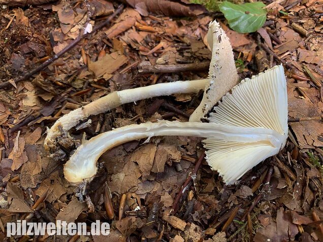 Wolliggestiefelter Schirmling, Lepiota clypeolaria