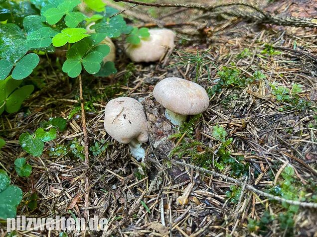 Würziger Tellerling, Clitopilus geminus