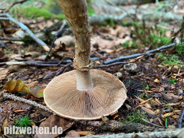Wurzelnder Marzipanfälbling, Hebeloma radicosum
