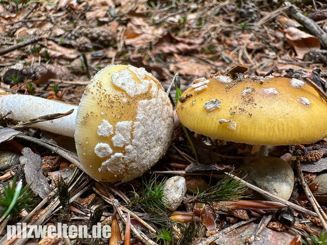 Narzissengelber Knollenblätterpilz, Amanita gemmata