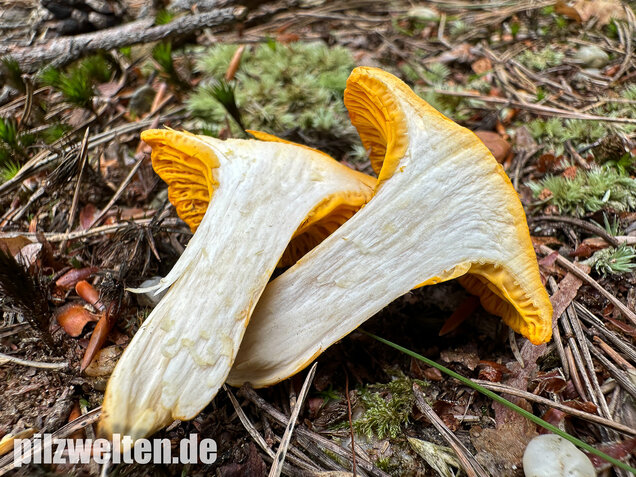 Bereifter Pfifferling, Blasser Nadelwaldpfifferling, Cantharellus subpruinosus