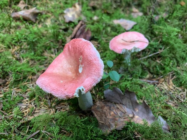 Birkenspeitäubling, Russula betularum