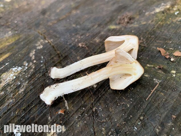 Braunstreifiger Risspilz, Inocybe fuscidula