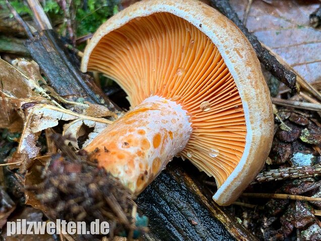 Edelreizker, Lactarius deliciosus