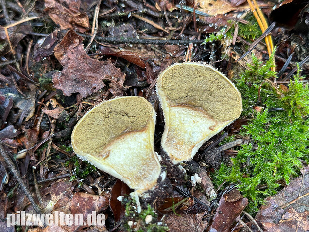 Flaschenstäubling, Flaschenbovist, Lycoperdon perlatum