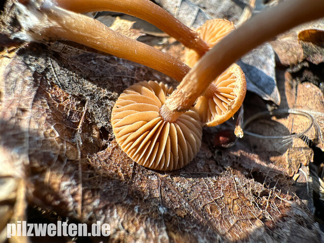 Flockiger Trompetenschnitzling, Tubaria conspersa