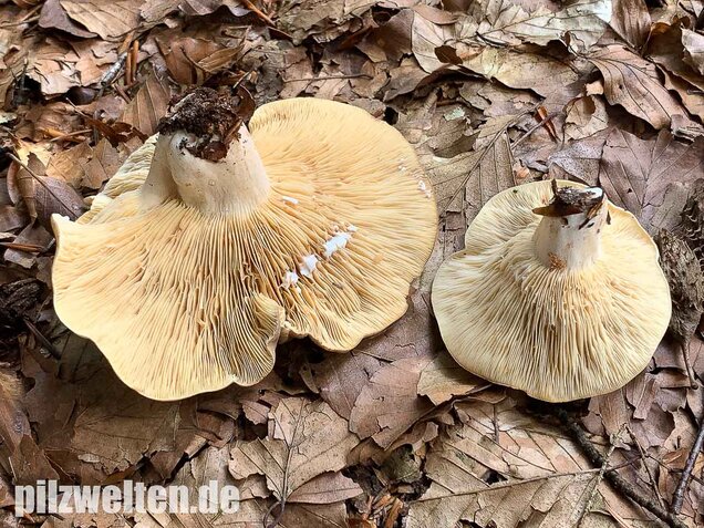 Flügelsporiger Milchling, Lactarius pterosporus