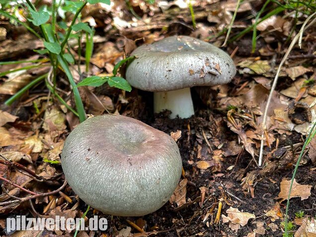 Frauentäubling, Russula cyanoxantha
