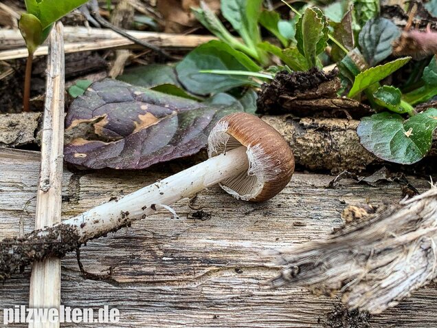 Früher Faserling, Schmalblättriger Faserling, Psathyrella spadiceogrisea