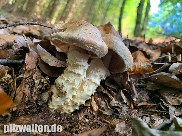 Fuchsigbrauner Schleimkopf, Cortinarius vulpinus