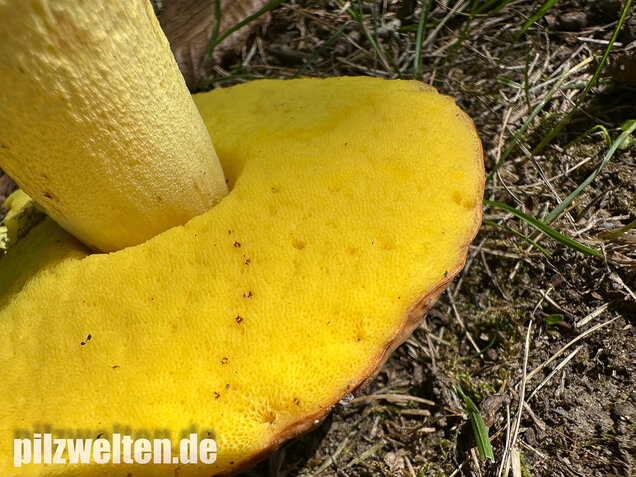 Gehämmerter Röhrling, Hemileccinum depilatum