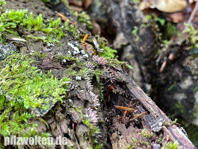 Glänzendes Fadenkeulchen, Stemonitopsis typhina