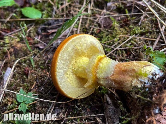 Goldröhrling, Suillus grevillei