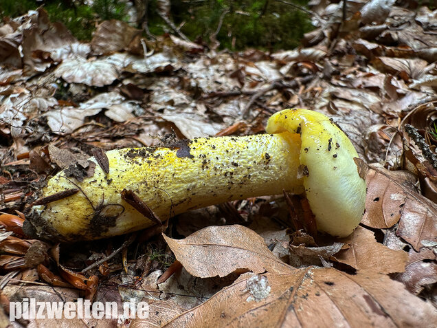 Goldzahn-Schneckling, Hygrophorus chrysodon