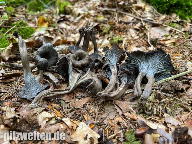 Grauer Pfifferling, Craterellus cinereus