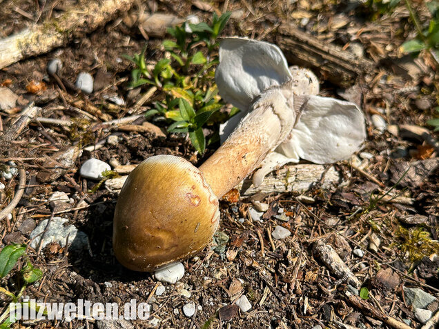 Grauhäutiger Scheidenstreifling, Amanita submembranacea