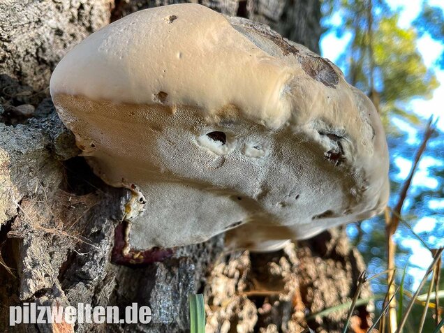 Harziger Lackporling, Ganoderma resinaceum