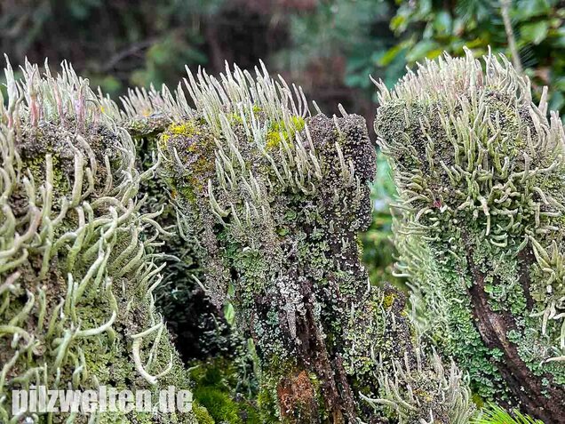 Keulenflechte, Cladonia coniocraea