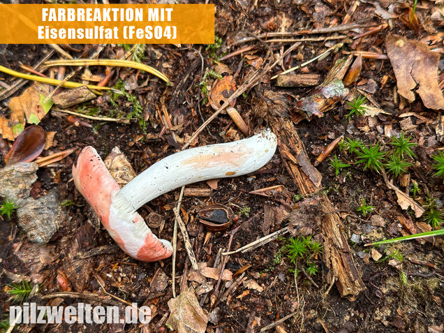 Kleiner Rosatäubling, Russula minutula