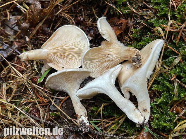 Mehlräsling, Clitopilus prunulus