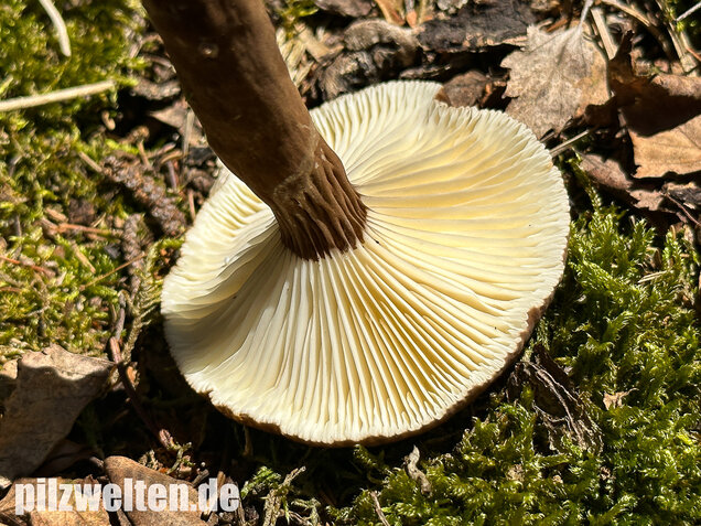Mohrenkopf-Milchling, Lactarius lignyotus