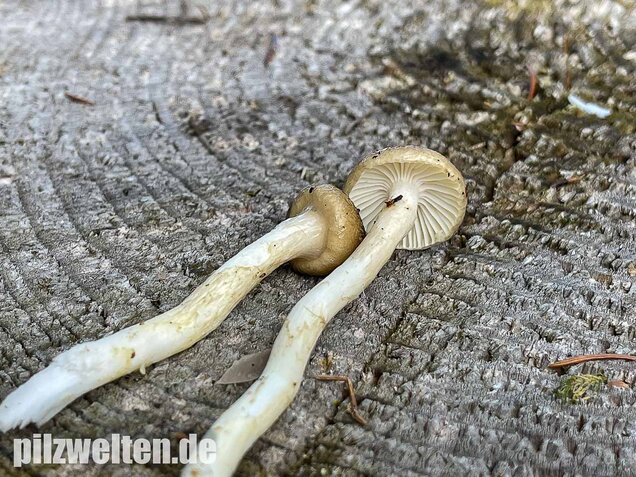 Natternstieliger Schneckling, Hygrophorus olivaceoalbus
