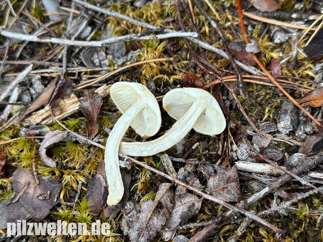 Ockergelber Schleimschirmling, Zhuliangomyces ochraceoluteus