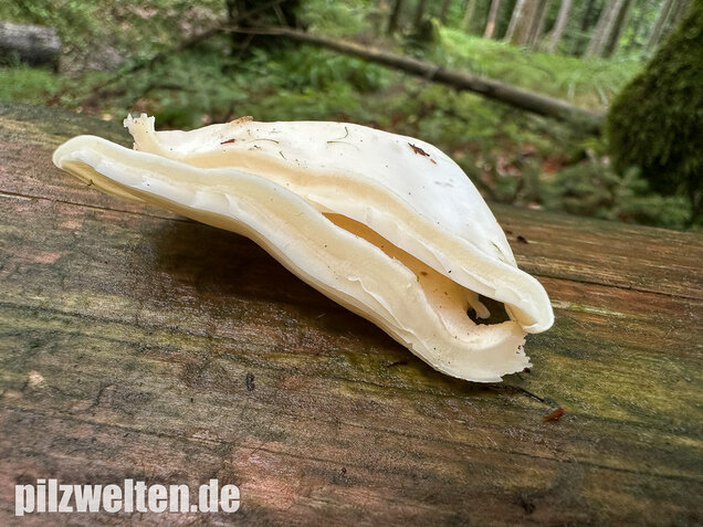 Ohrförmiger Seitling, Pleurocybella porrigens