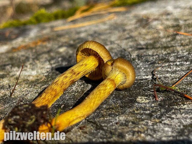 Orangefüssiger Hautkopf, Cortinarius bataillei