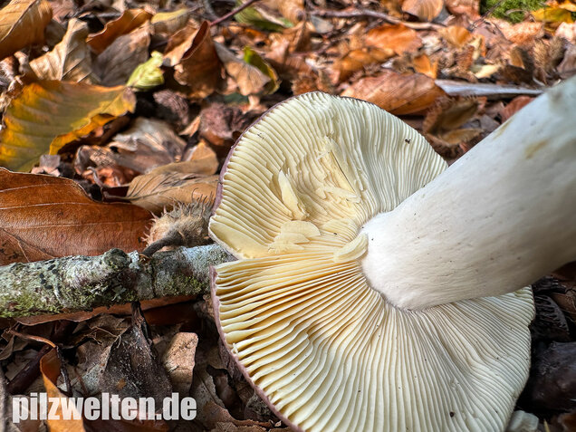 Papageitäubling, Kleiner Frauentäubling, Russula ionochlora