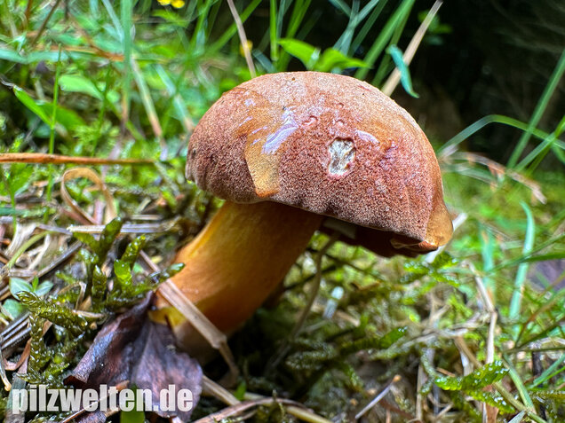 Pfefferröhrling, Chalciporus piperatus