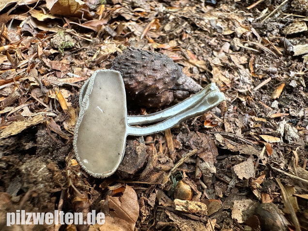 Langstielige Becherlorchel, Grauer Langfüßler, Helvella macropus