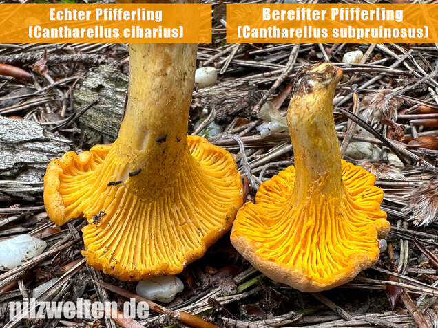 Bereifter Pfifferling, Blasser Nadelwaldpfifferling, Cantharellus subpruinosus