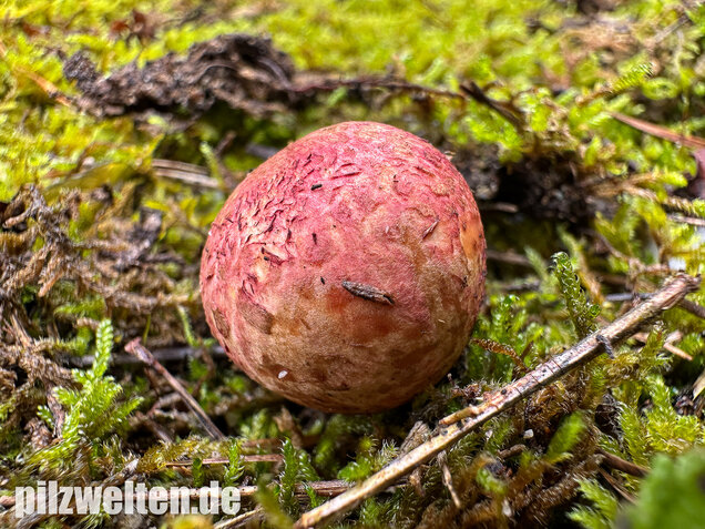 Rötlicher Wurzeltrüffel, Rhizopogon roseolus