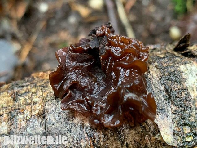 Rotbrauner Zitterling, Tremella foliacea