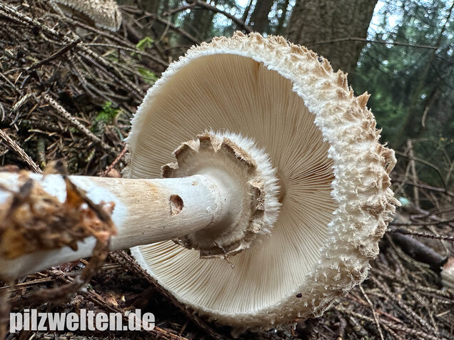 Olivbrauner Safranschirmling, Wald-Safranschirmling, Chlorophyllum olivieri