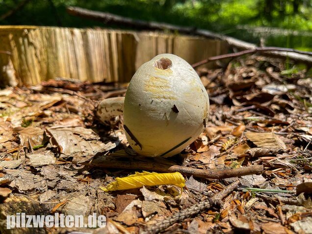 Schiefknolliger Anischampignon, Agaricus essettei