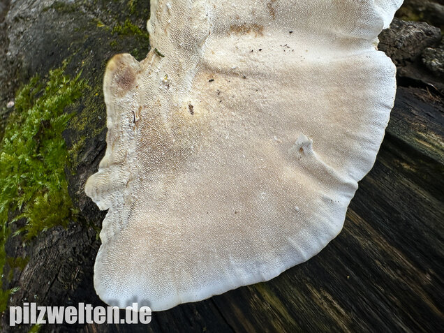 Schmetterlingstramete, Turkey tail mushroom, Trametes versicolor