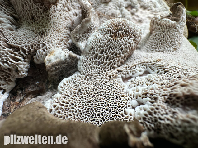 Schwarzweißer Rußporling, Boletopsis leucomelaena