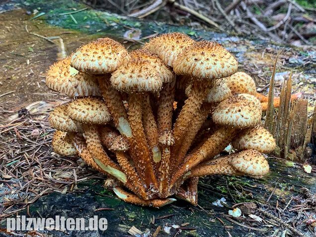 Sparriger Schüppling, Pholiota squarrosa