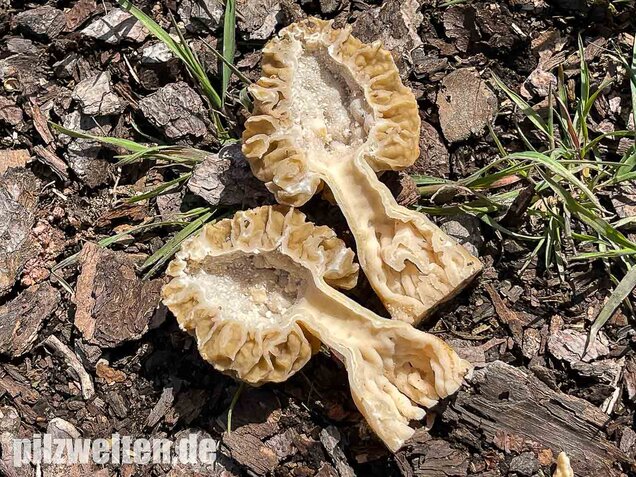 Speisemorchel, Morchella esculenta