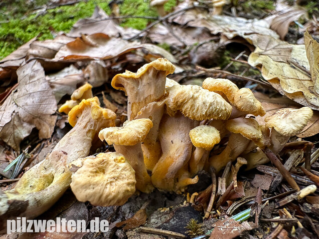 Gelbvioletter Pfifferling, Cantharellus ianthinoxanthus