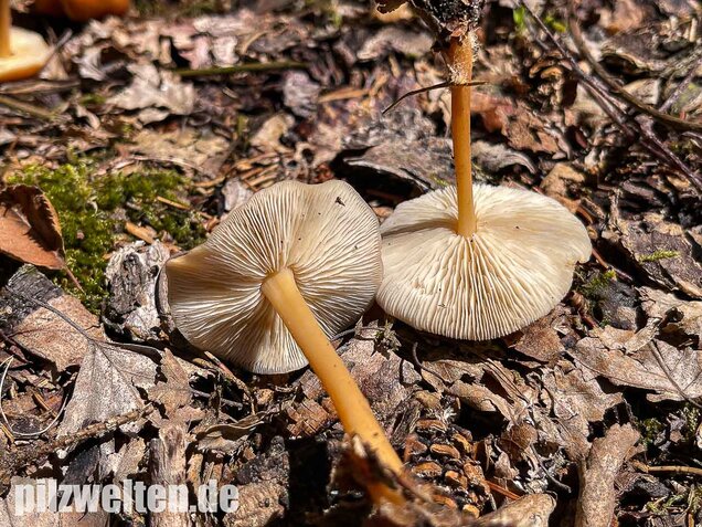 Waldfreundrübling, Gemeiner Rübling, Gymnopus dryophilus