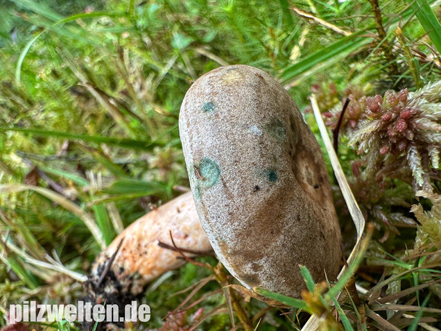 Wechselblauer Edelreizker, Lactarius quieticolor