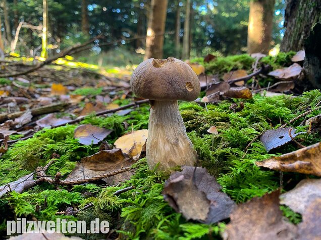 Wollstieliger Raufußröhrling, Leccinum cyaneobasileucum
