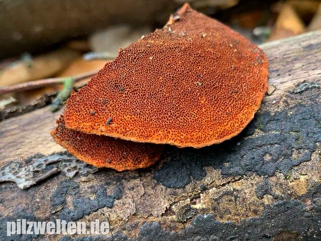 Zinnoberrote Tramete, Pycnoporus cinnabarinus