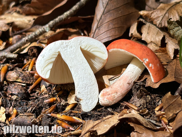 Zinnoberroter Täubling, Harter Zinnobertäubling, Russula rosea