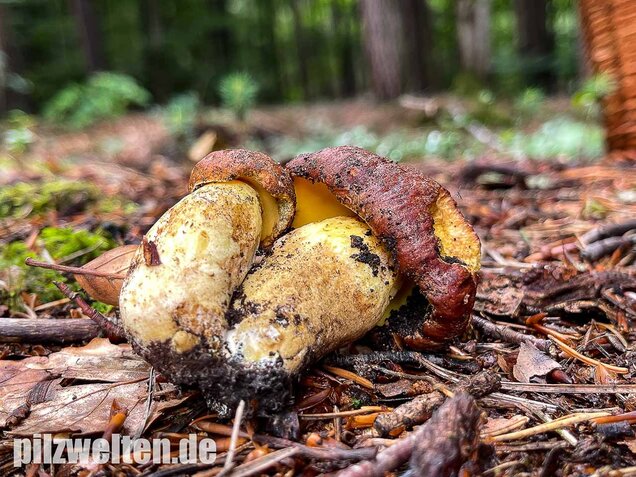Anhängselröhrling, Butyriboletus appendiculatus