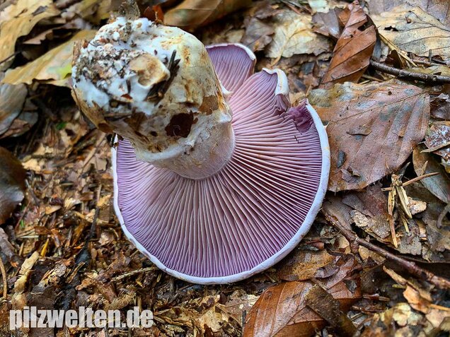 Bocksdickfuß, Cortinarius camphoratus