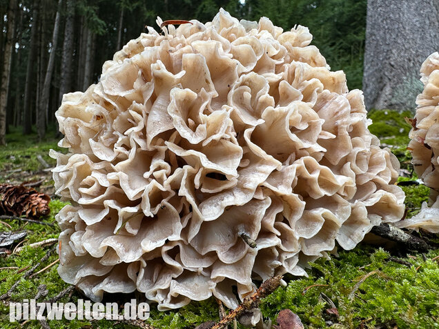 Breitblättrige Glucke, Sparassis brevipes